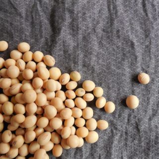 soybeans-182294_960_720