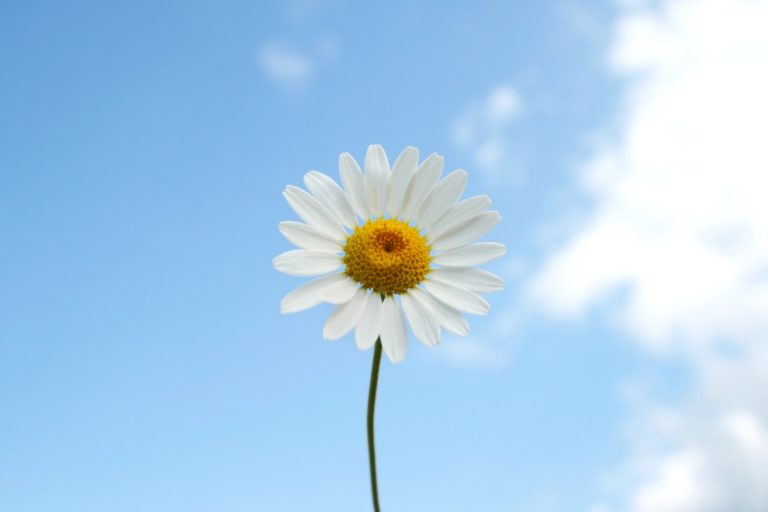 How Many Cups of Chamomile Tea for Anxiety? CR Vitality