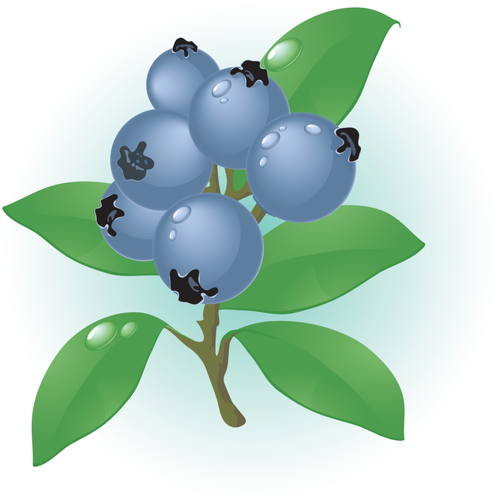 bilberry plant contains anthocyanins