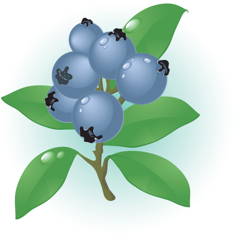 How Much Bilberry Should I Take Daily For Health Benefits? CR Vitality